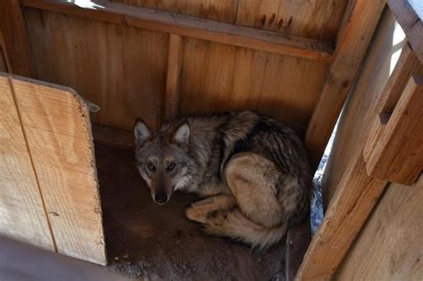 US wildlife managers have no immediate plans to capture wandering Mexican gray wolf